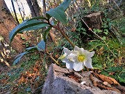 Grande anello cime d’ALBEN da Cornalba-7nov22--FOTOGALLERY